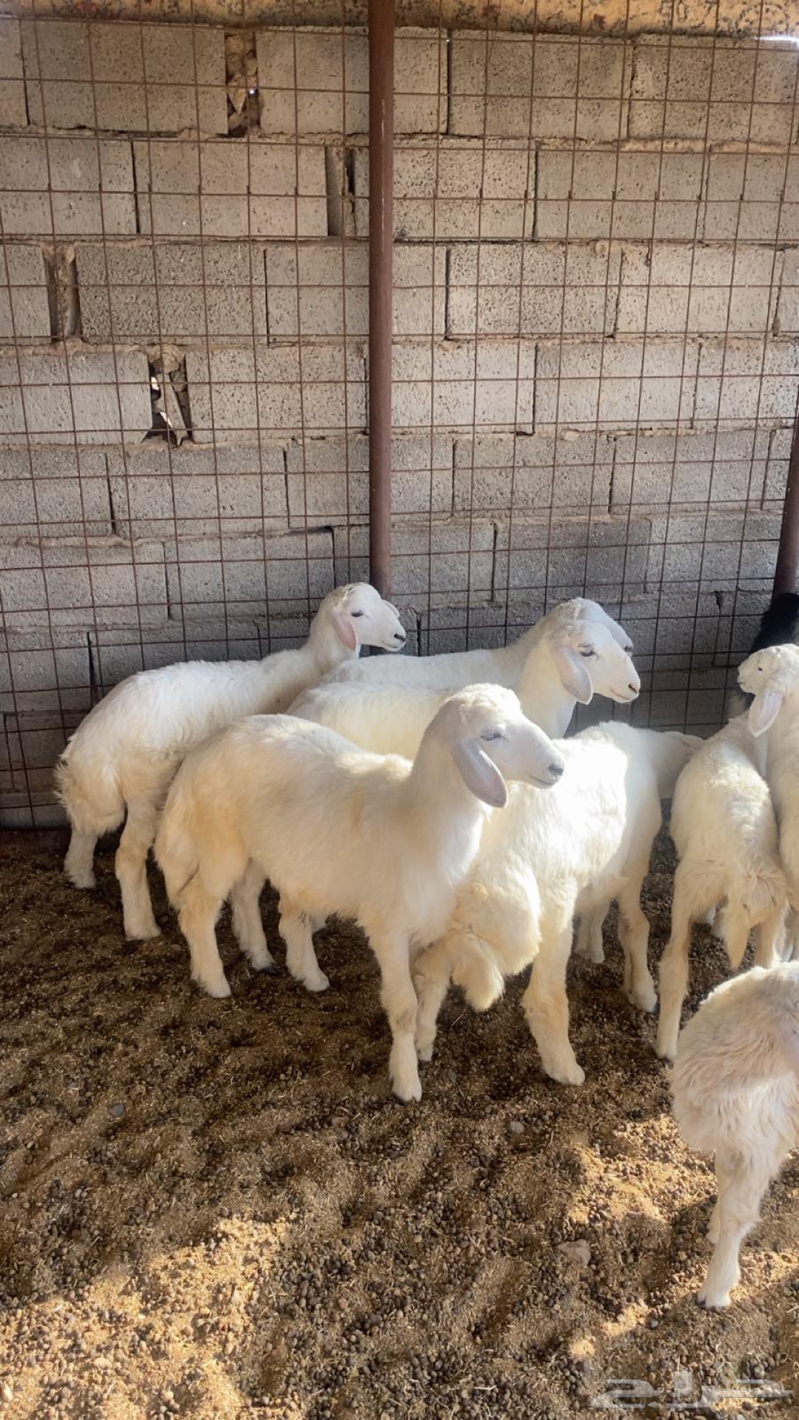 يوجد طليان للبيع العدد9 5 كبرا عمرهنا 4 شهور و4عمرهنا64246813936515111