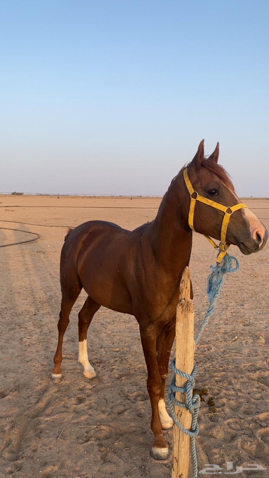 حصان شعبي64249066045954111