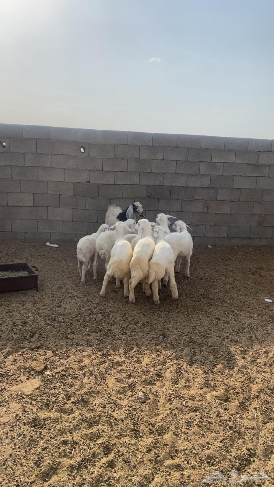 يوجد طليان للبيع العدد9 5 كبرا عمرهنا 4 شهور و4عمرهنا64246813936515114