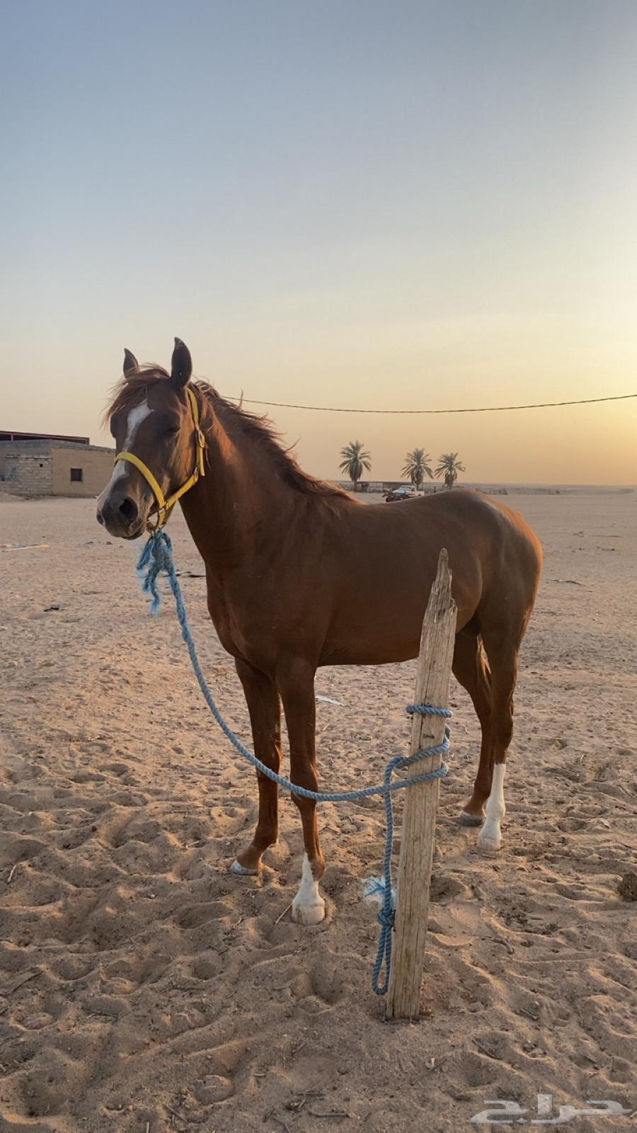 حصان شعبي64249066045954113