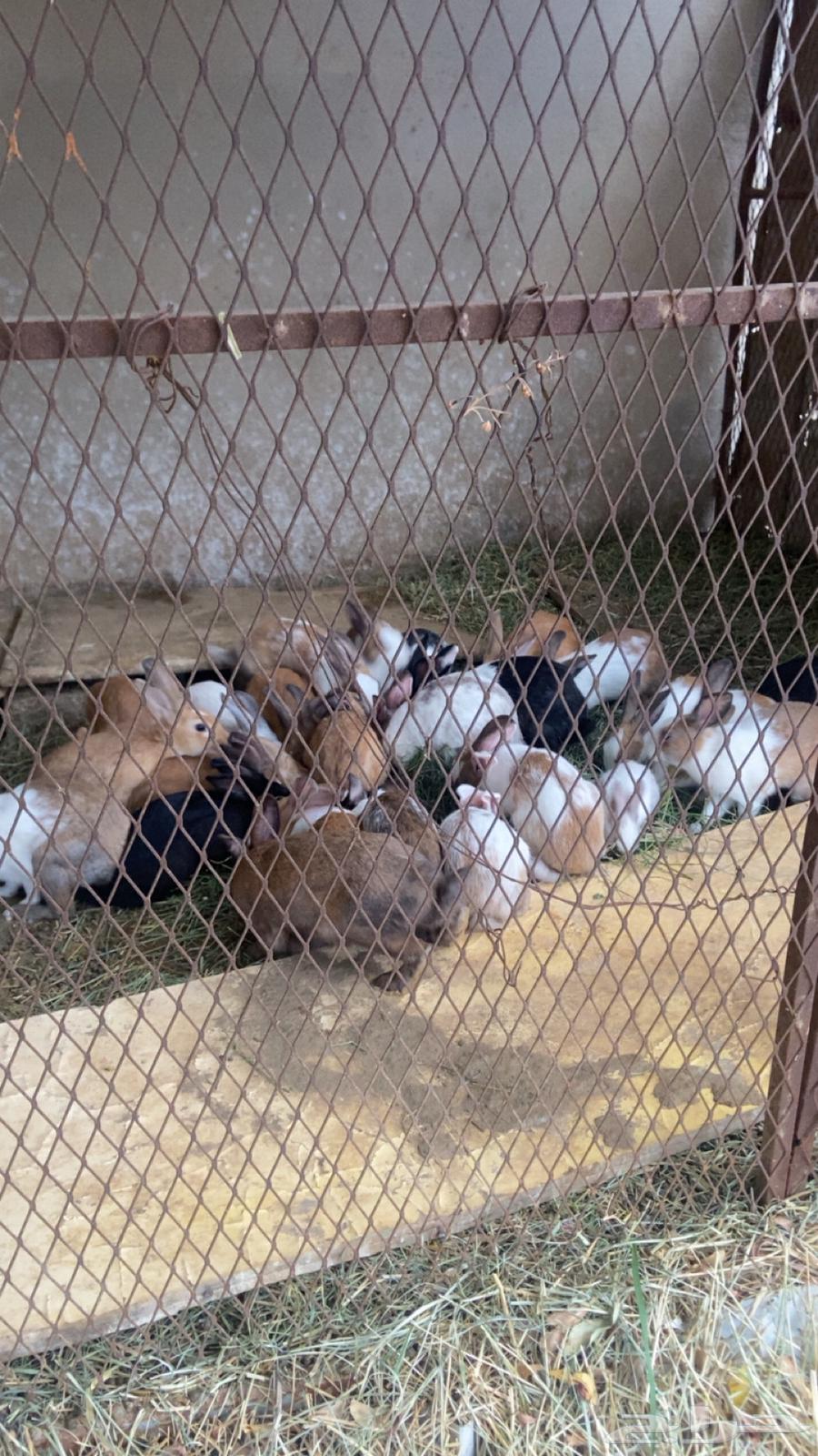 ارانب للبيع64232339012739113