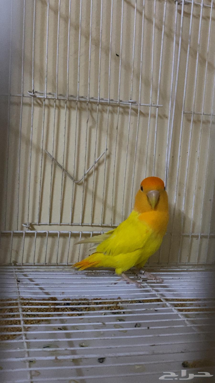 روز64246647364738112