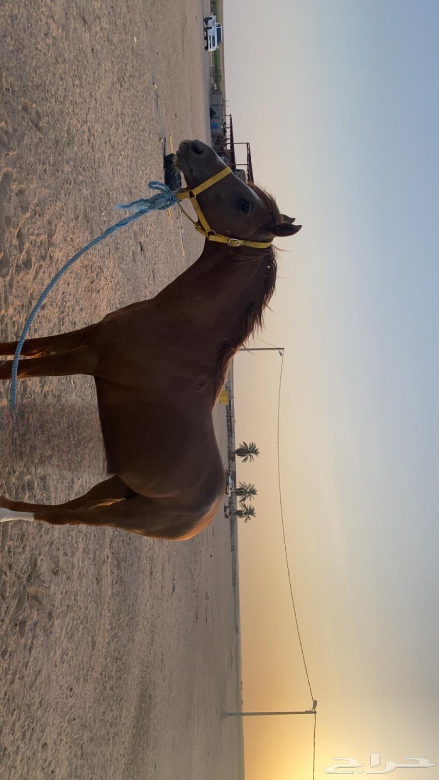 حصان شعبي64249066045954114