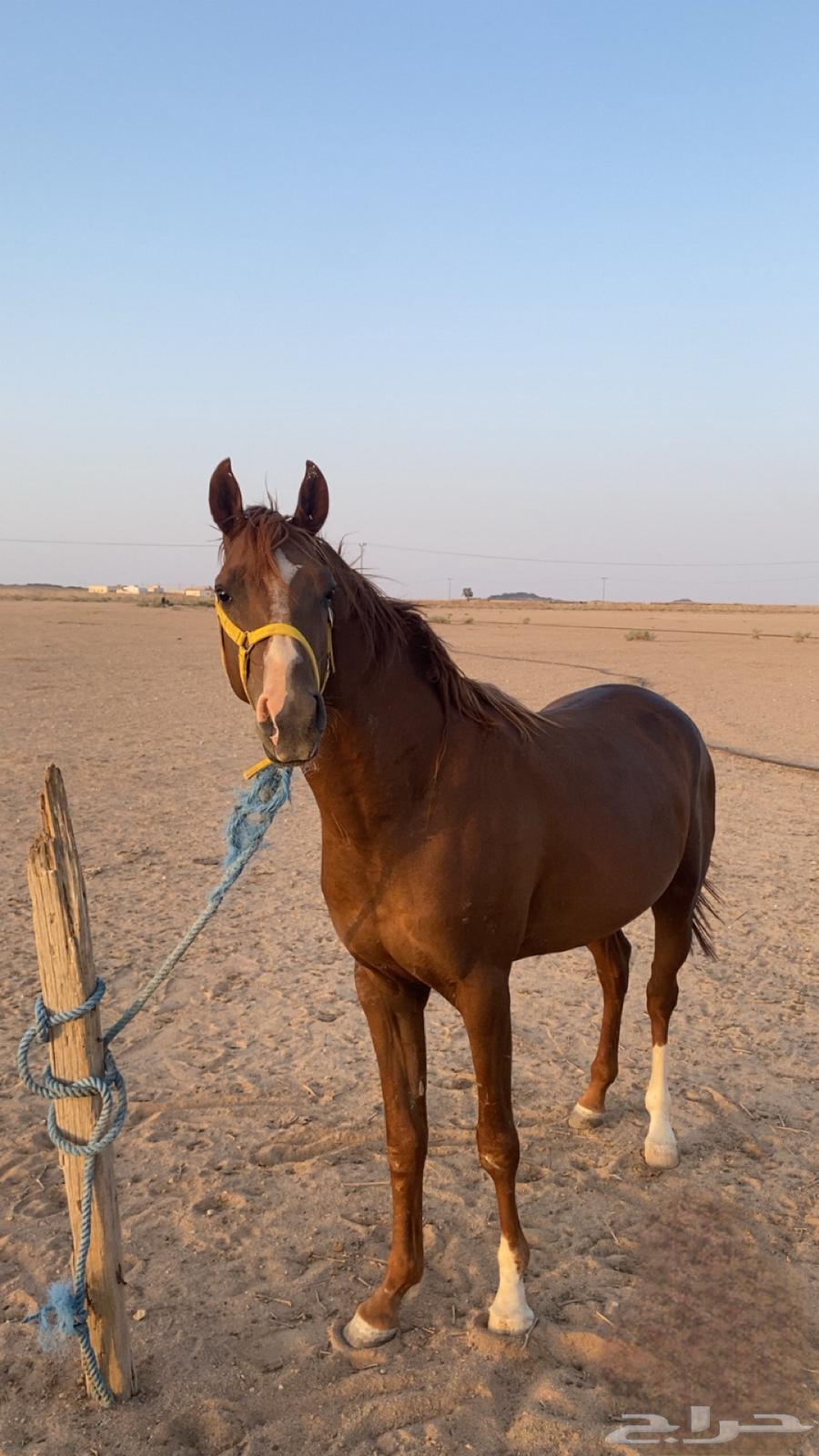 حصان شعبي64249066045954112