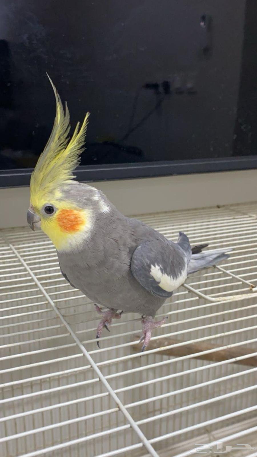 جوز كروان64232490248195110