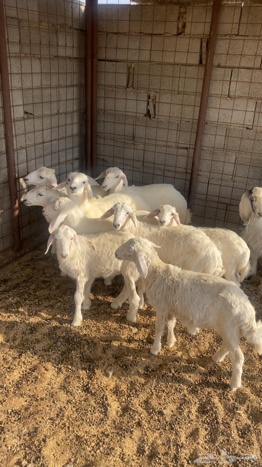 يوجد طليان للبيع العدد9 5 كبرا عمرهنا 4 شهور و4عمرهنا64246813936515110