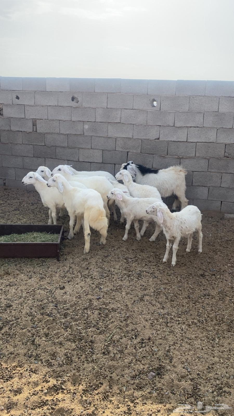 يوجد طليان للبيع العدد9 5 كبرا عمرهنا 4 شهور و4عمرهنا64246813936515113