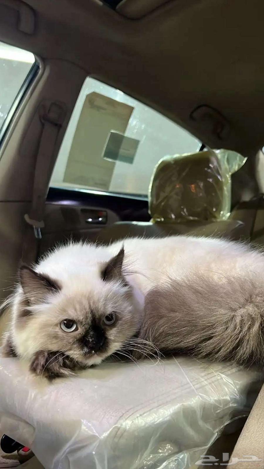 Female Basra cat, 9 months old, name is Candy with her belongings64242264132097110