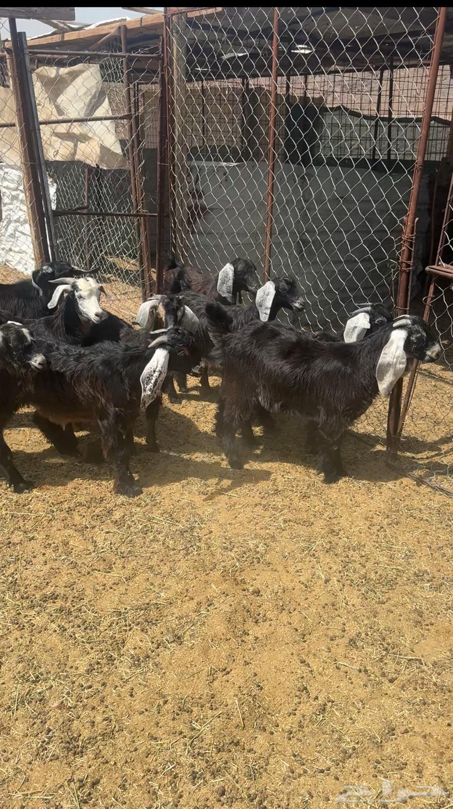 Sheep64240548532737110