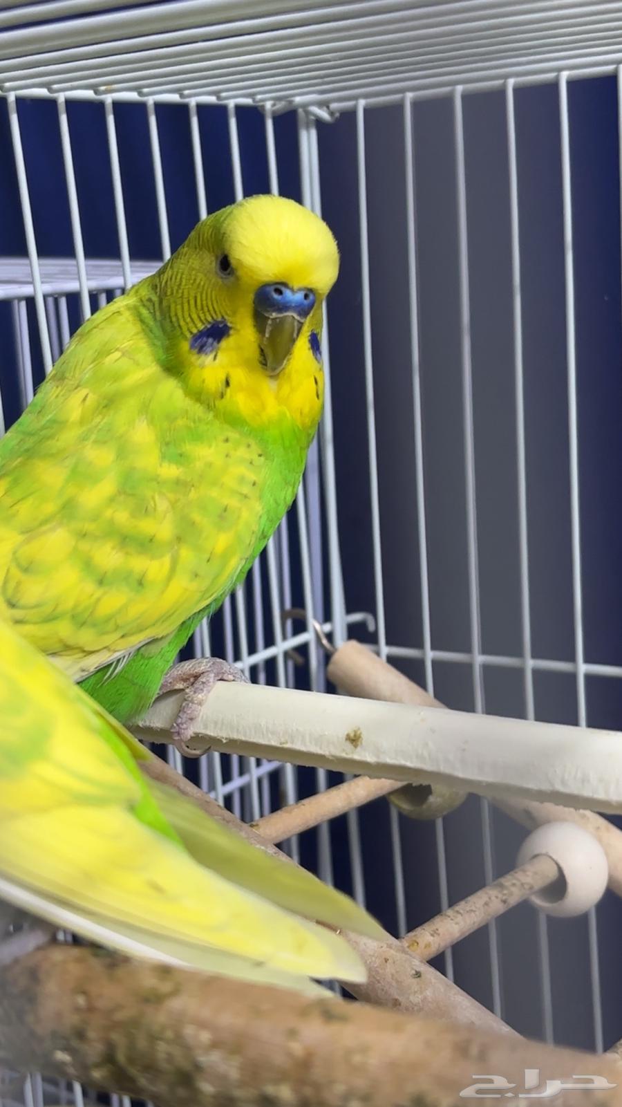 للبيع العدد 2 ذكور هولنديه64238147447298110