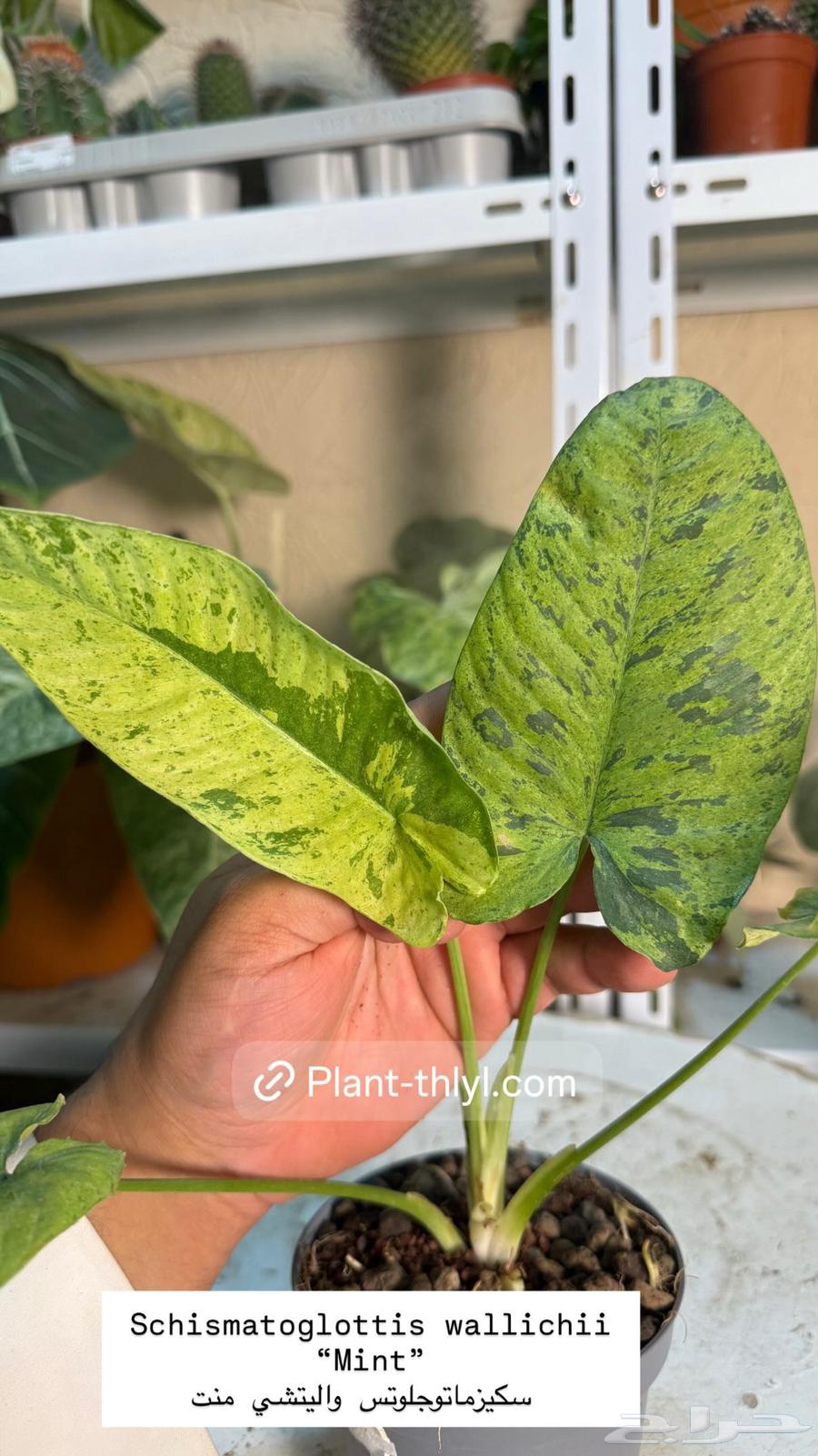 نوادر النباتات الداخلية في السعودية64247343426946114