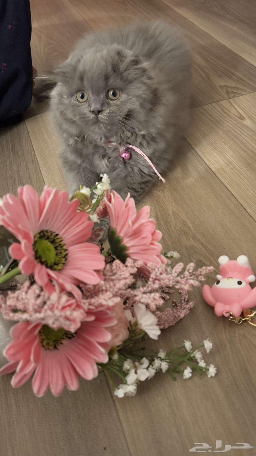 للبيع سكوتش انثى صغيره64240713448193110