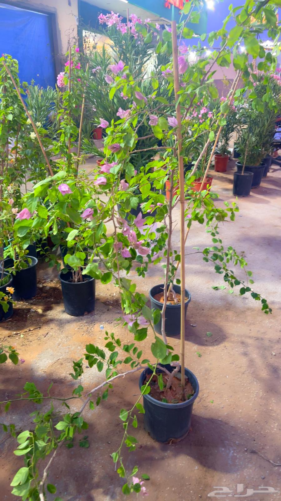 جهنمية شتلات جلابرا حجم كبير وصغير64242642402947112