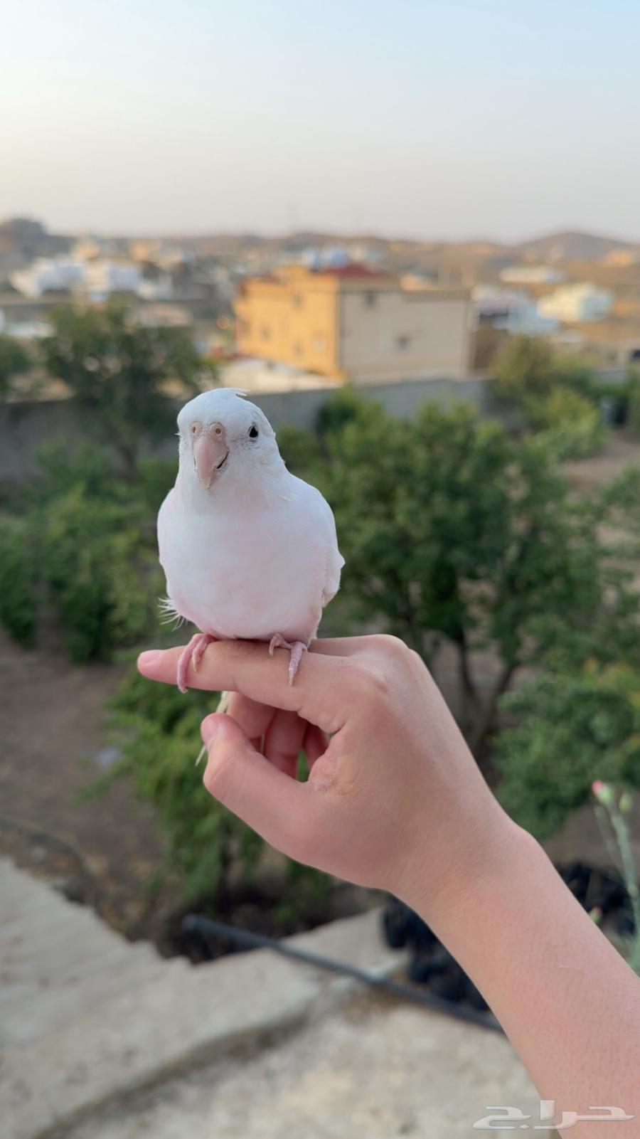 كروان البينو هدد64236283465474110