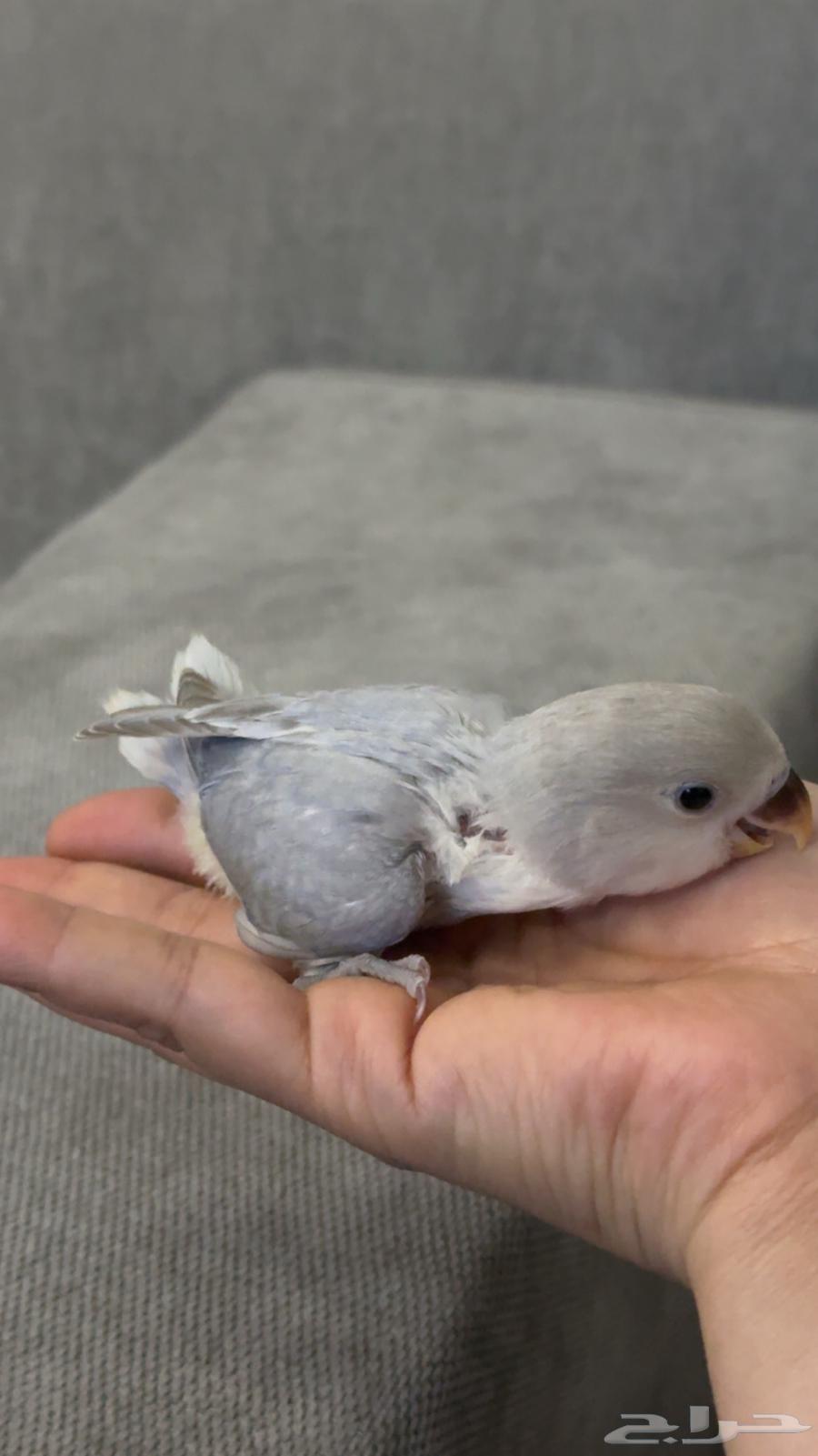 فروخ روز للبيع64232339030273110