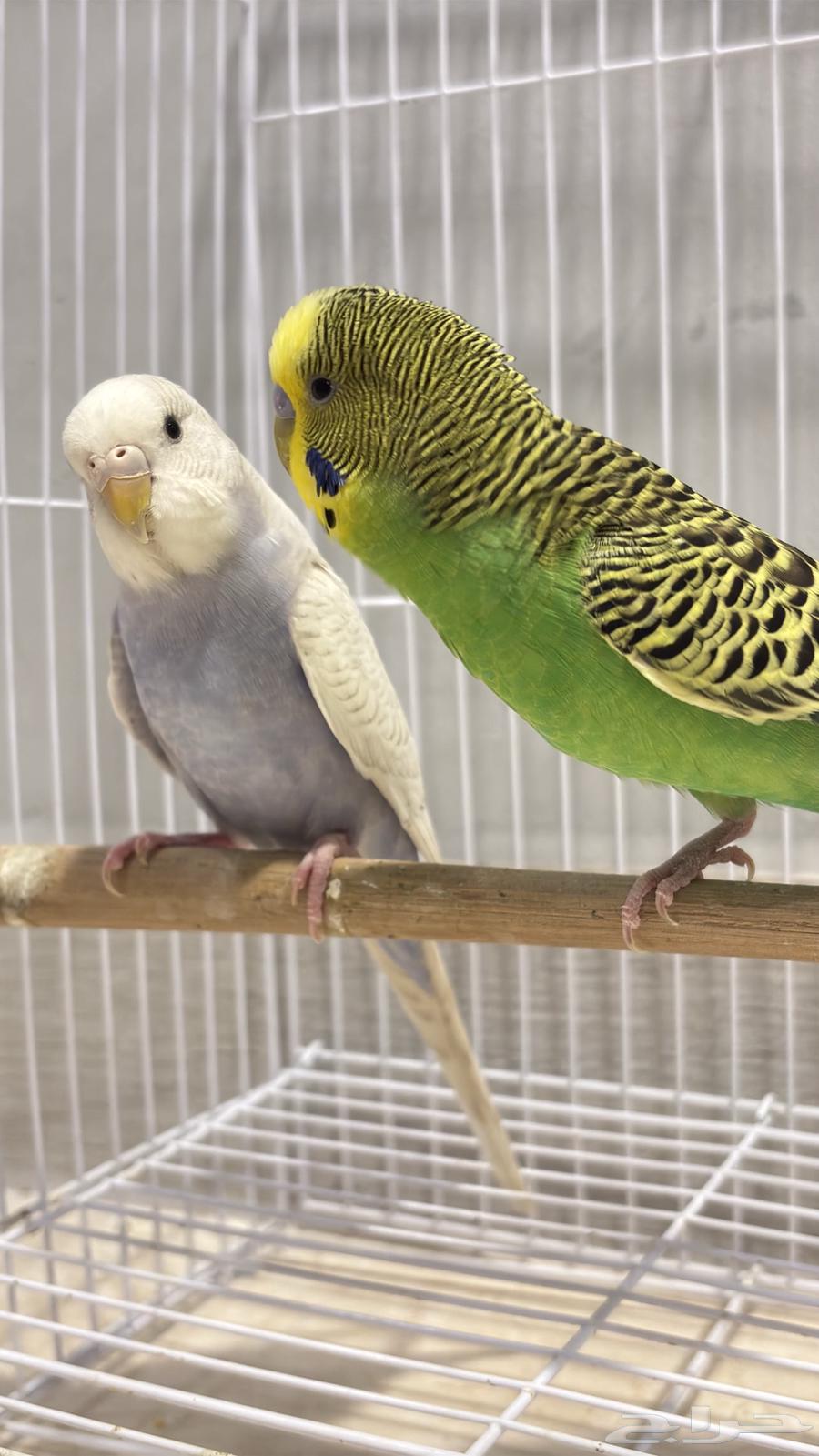 Badi's breeding pair (special offer)64237092503553111