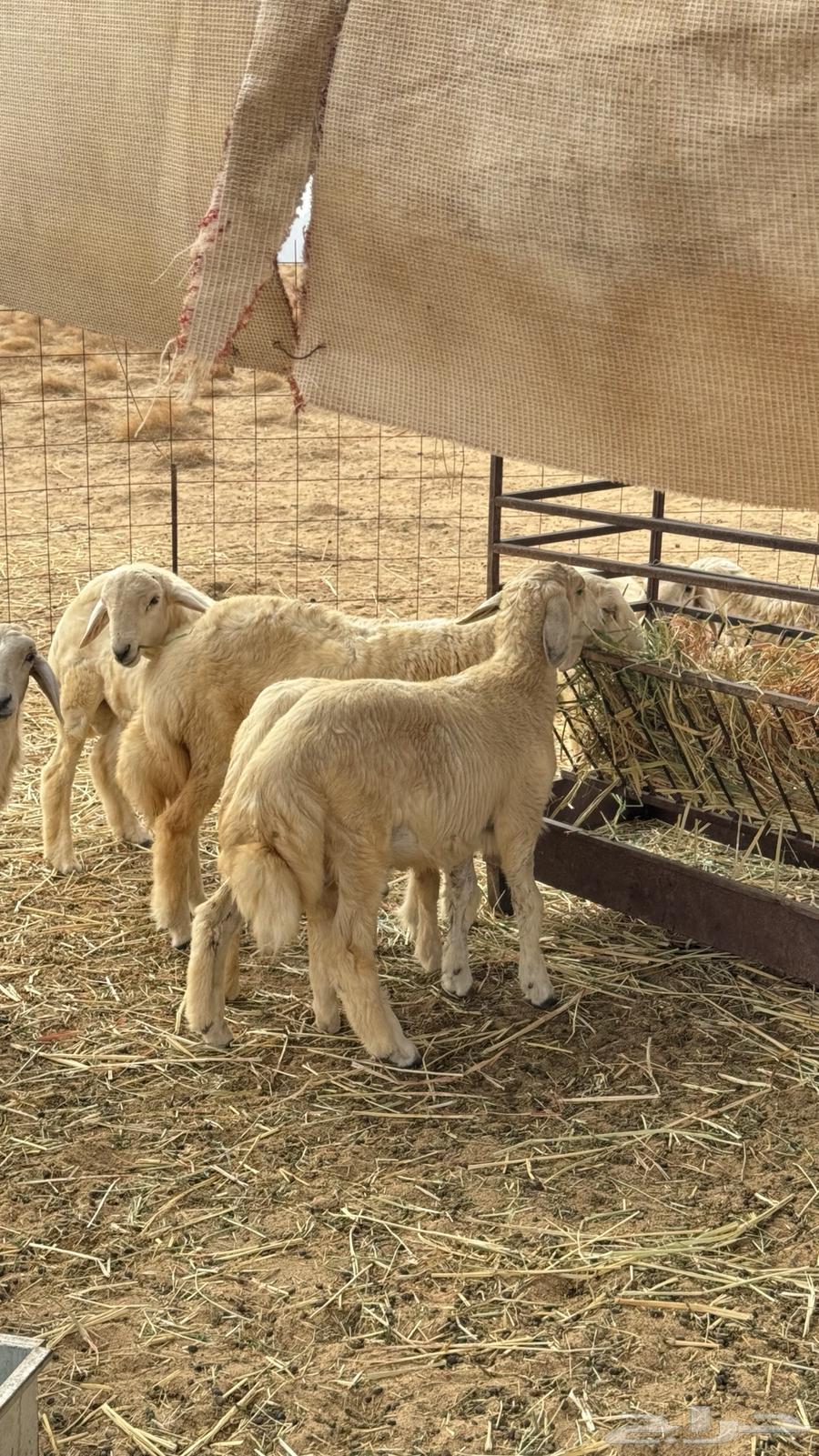 طليان مقفلة شحم ولحم64238540636291110