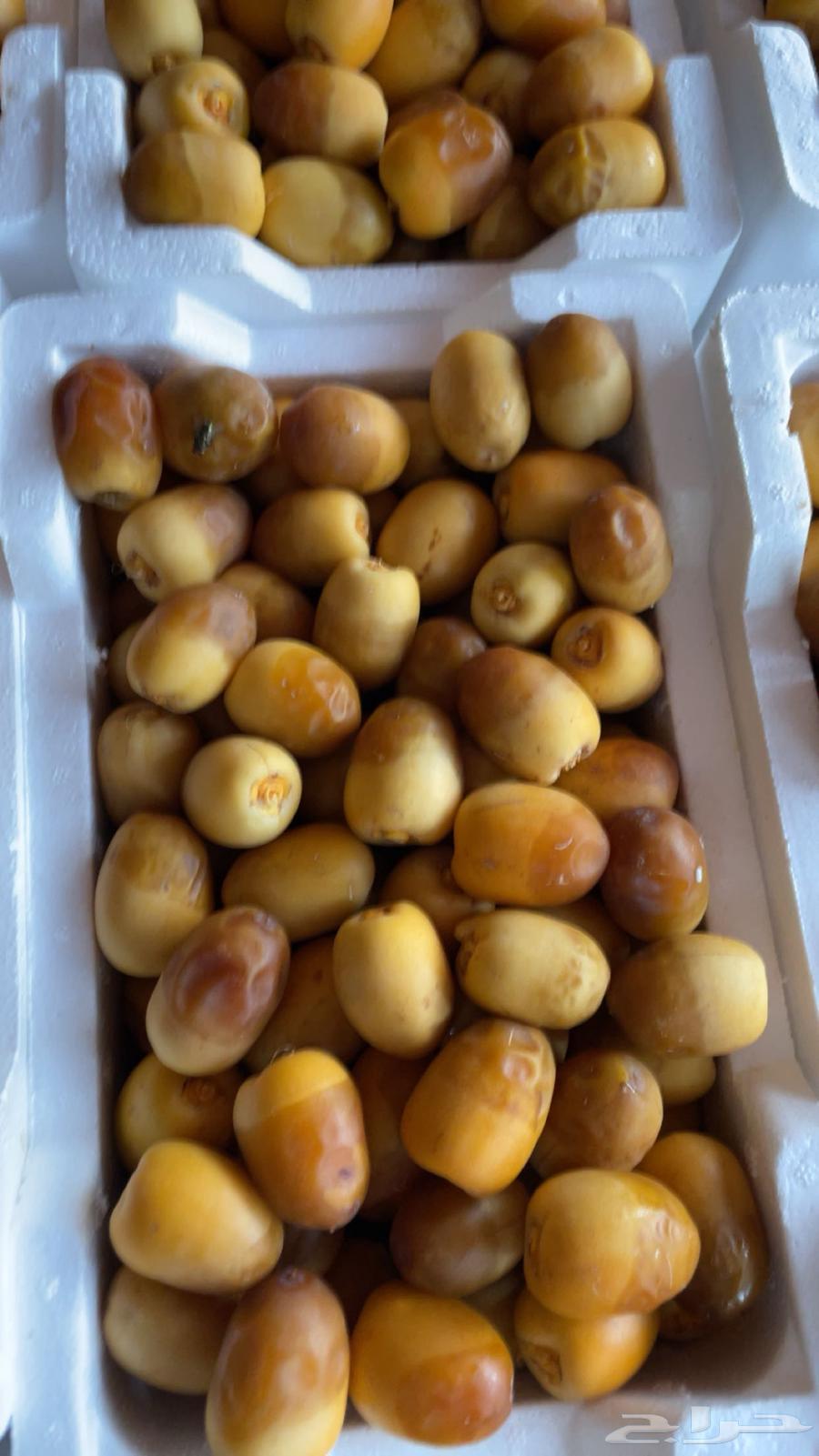 رطب روثانه فاخر64245288911745111