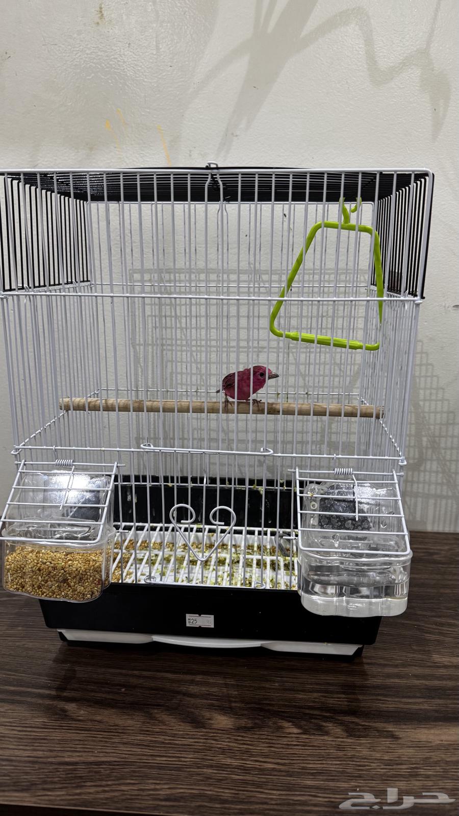 Bird64245301524098111