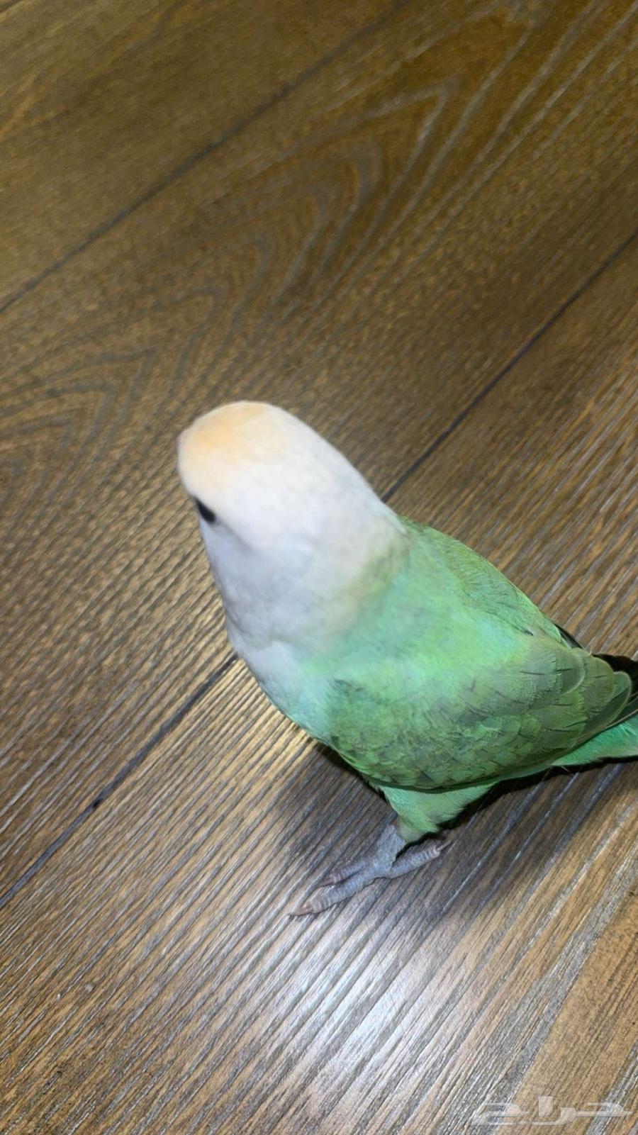 يوجد طيور الروز للبيع64236458787329110