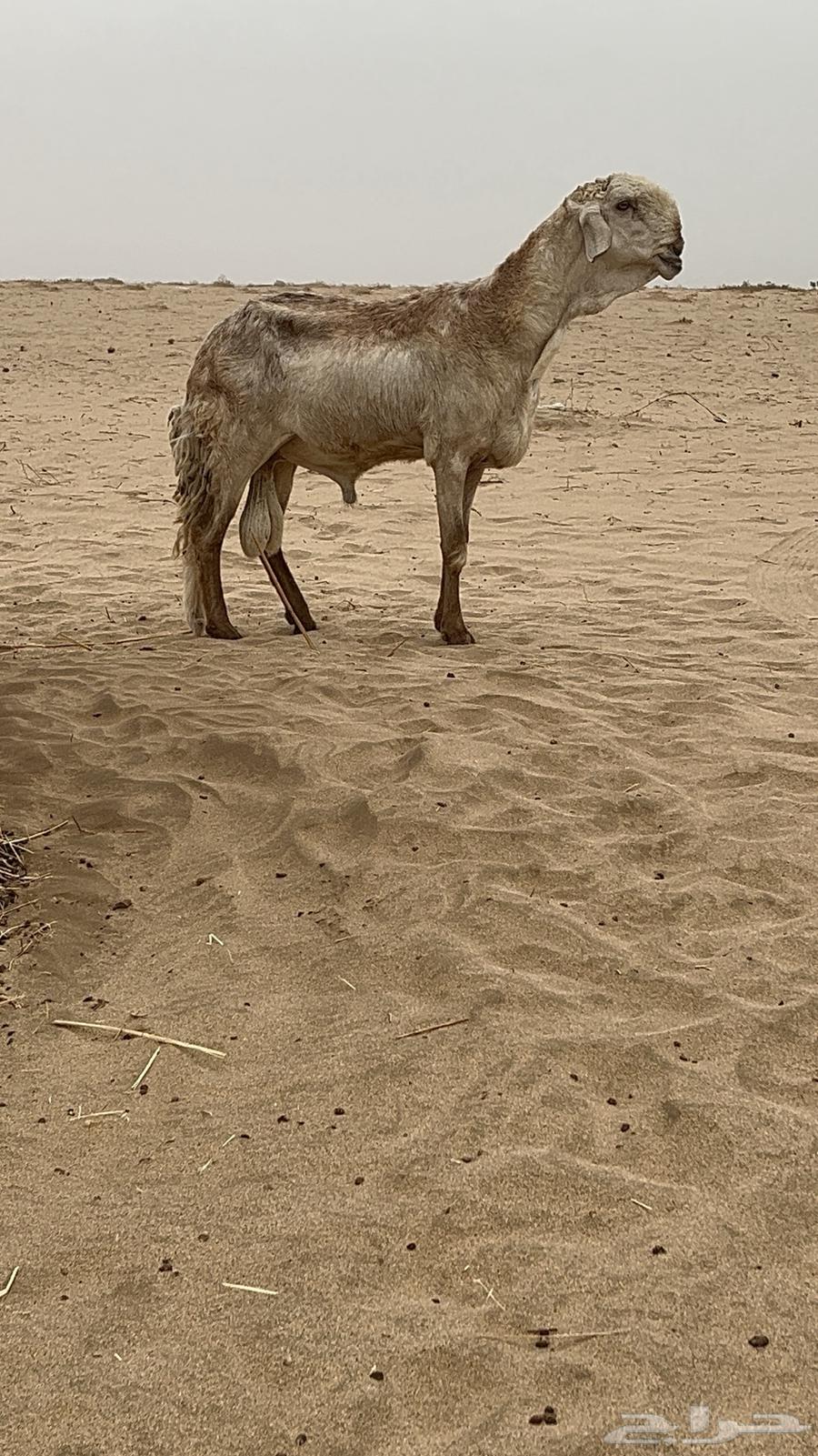 فحل درماني صنف الصنف64250754209794110