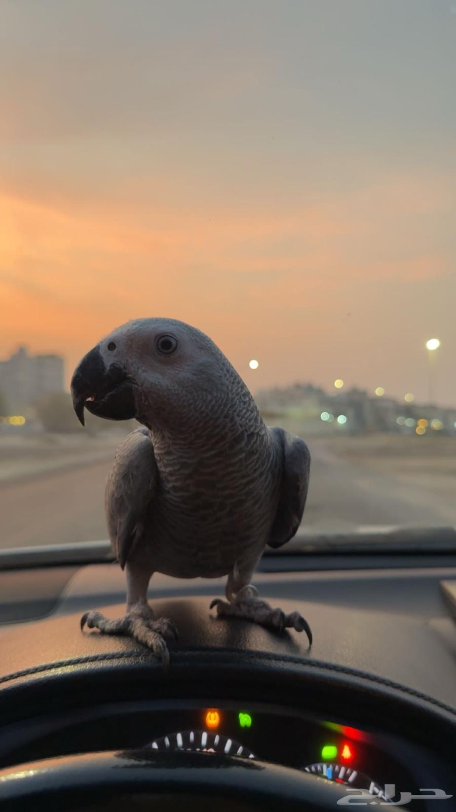 كاسكو اليف64254090935297110