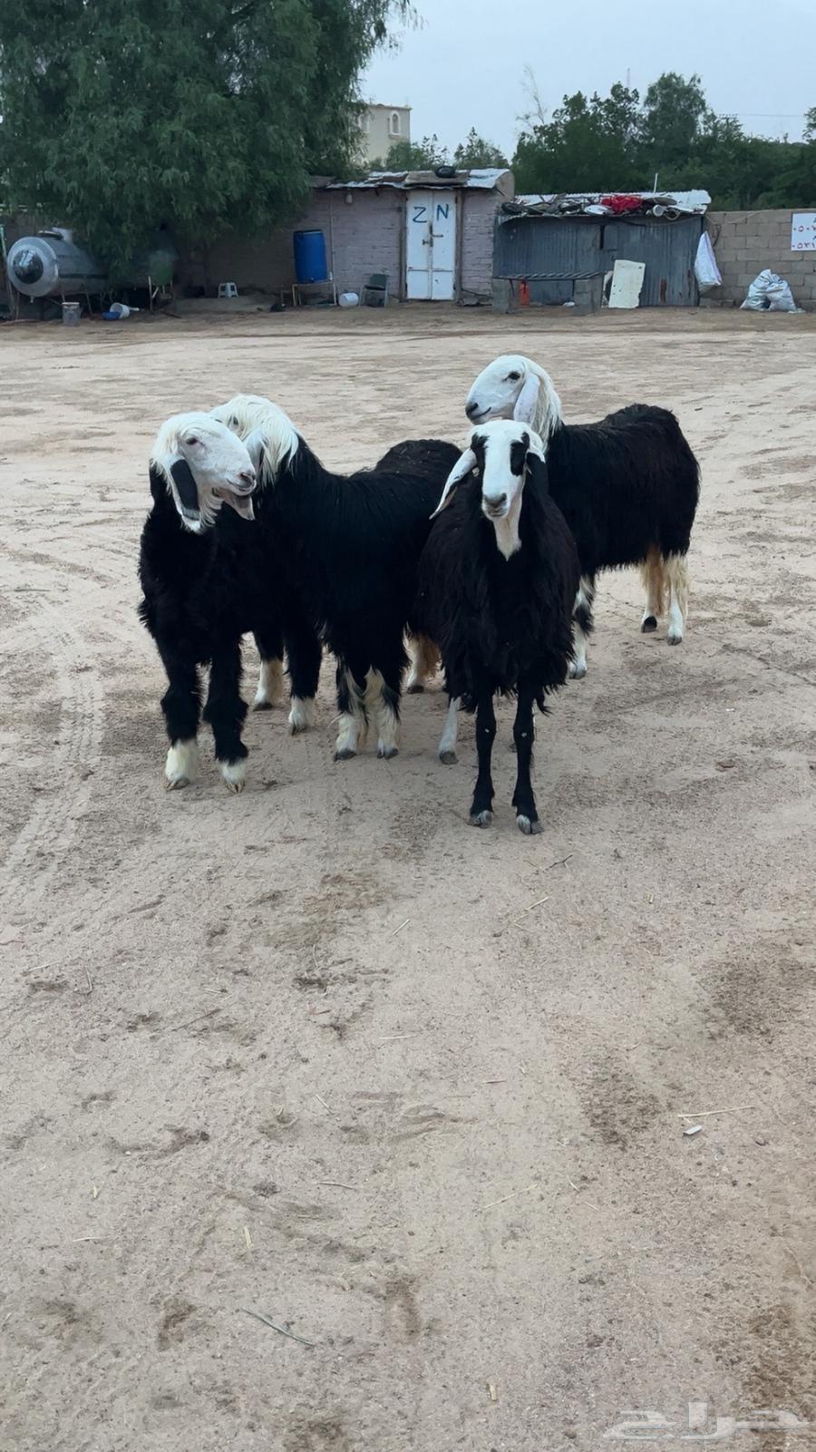 رخال نجد جبره64251879191425110