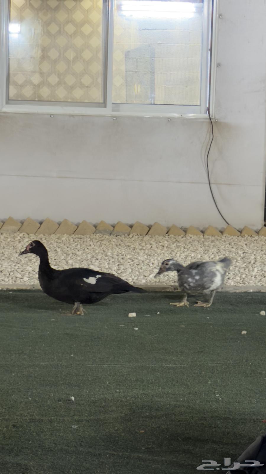 بط موسكوفي منتج البيع جمله64231839314178110