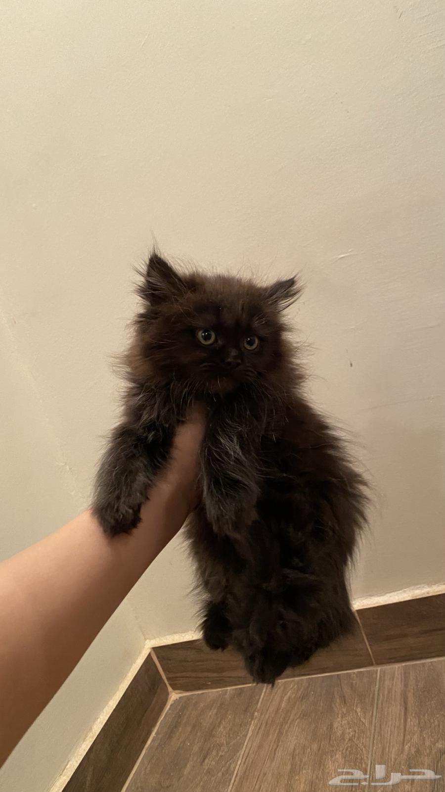 قطه للبيع64249424654849110