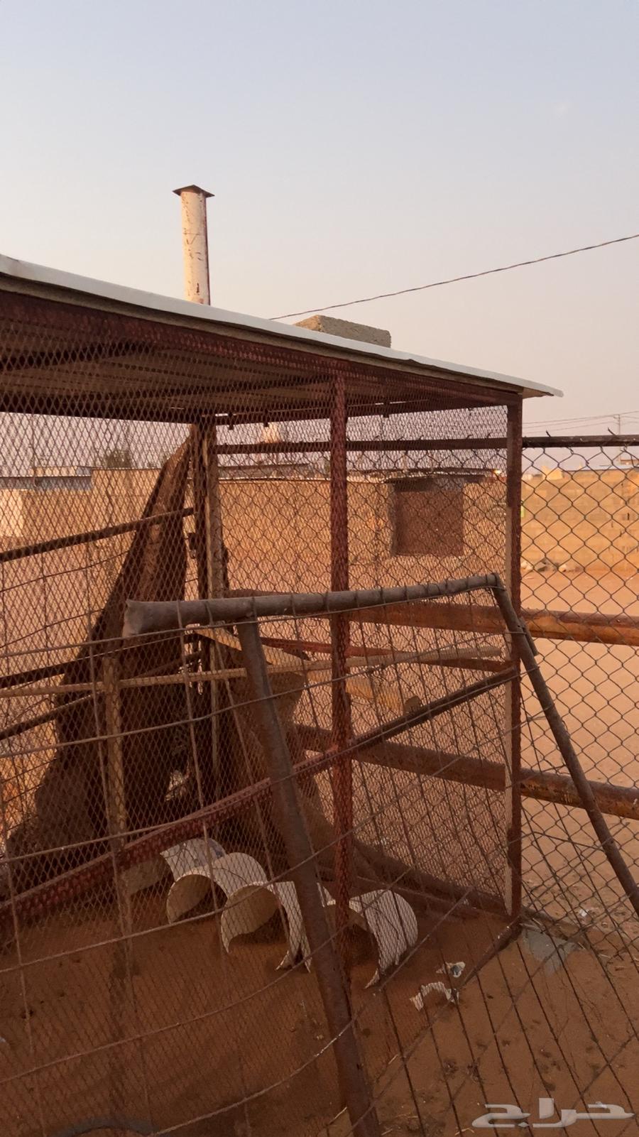 Pigeon or chicken mesh64233776864386110