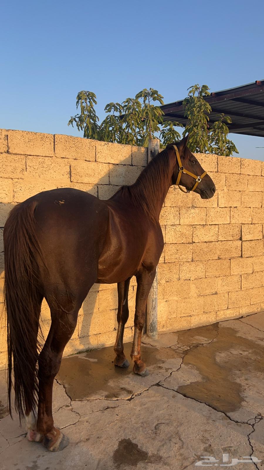 خيل لبيع64252024000259110