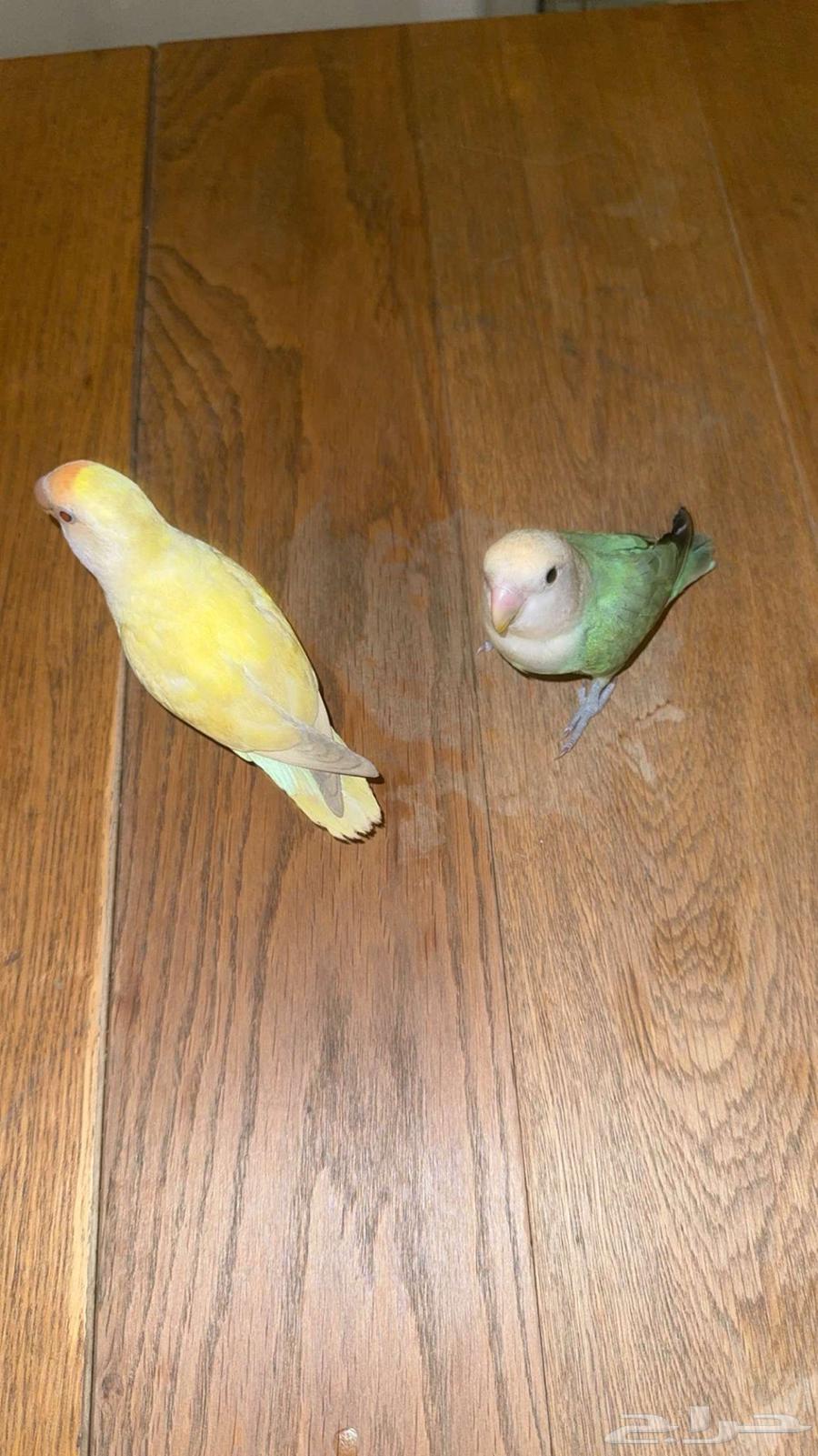 يوجد طيور الروز للبيع64236458787329111