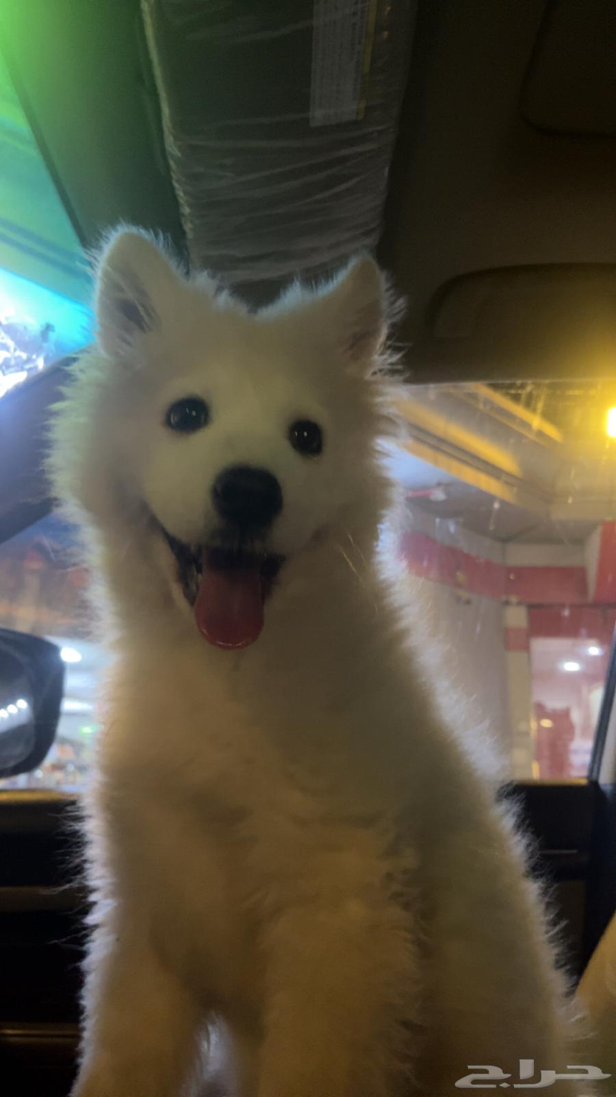 كلب هاسكي عمره تقريبا  7 شهور مطعم ومعه جوازه64253730380801111