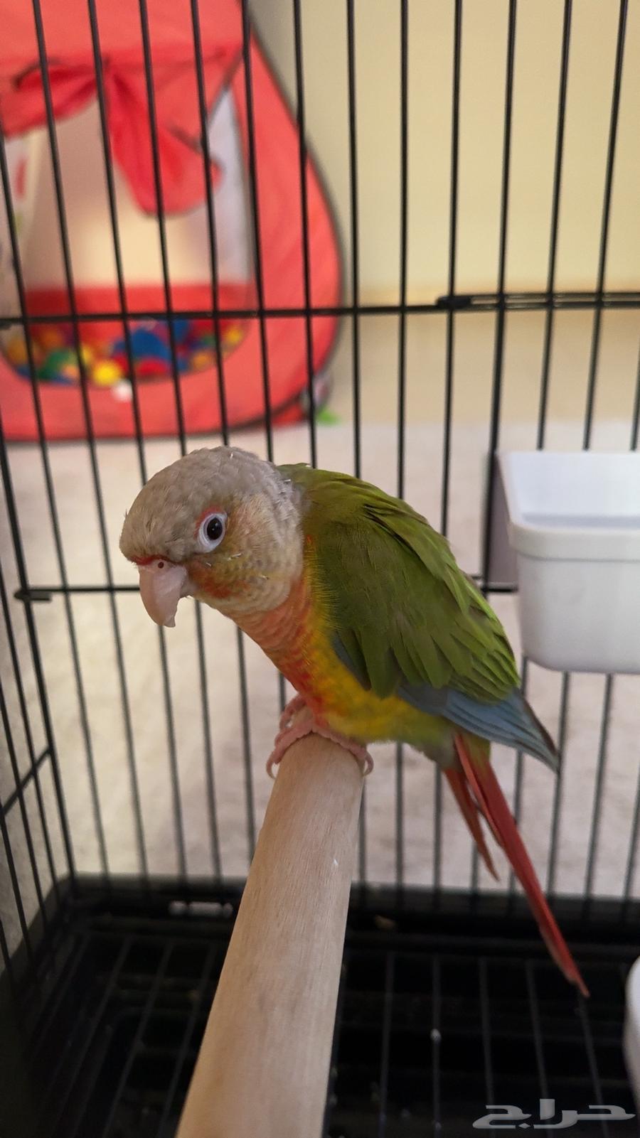ببغاء كنيور اليف جدا64248894662274111