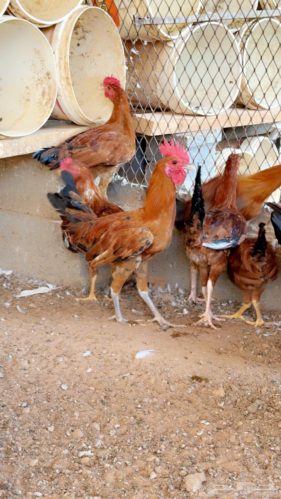 ديوك بلدي للبيع64248093785475110