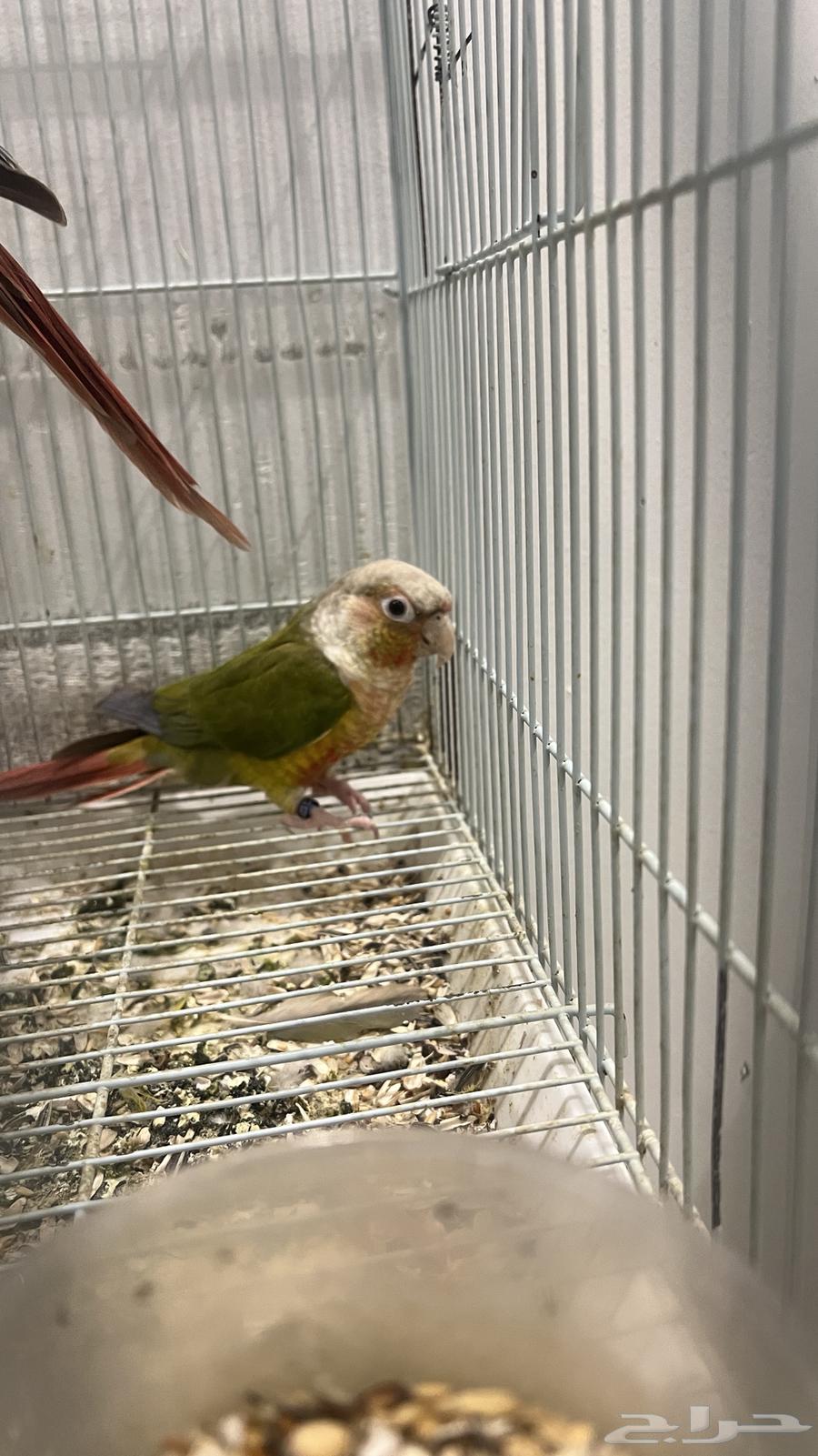 جوز كنيور منتج64235478991874111