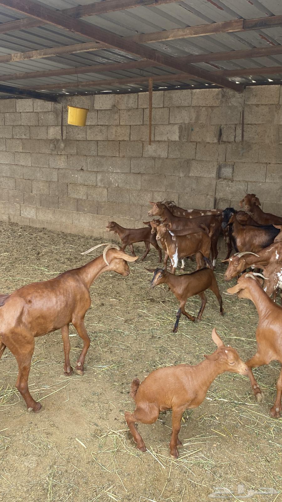 معزا دهم للبيع64251724903427112