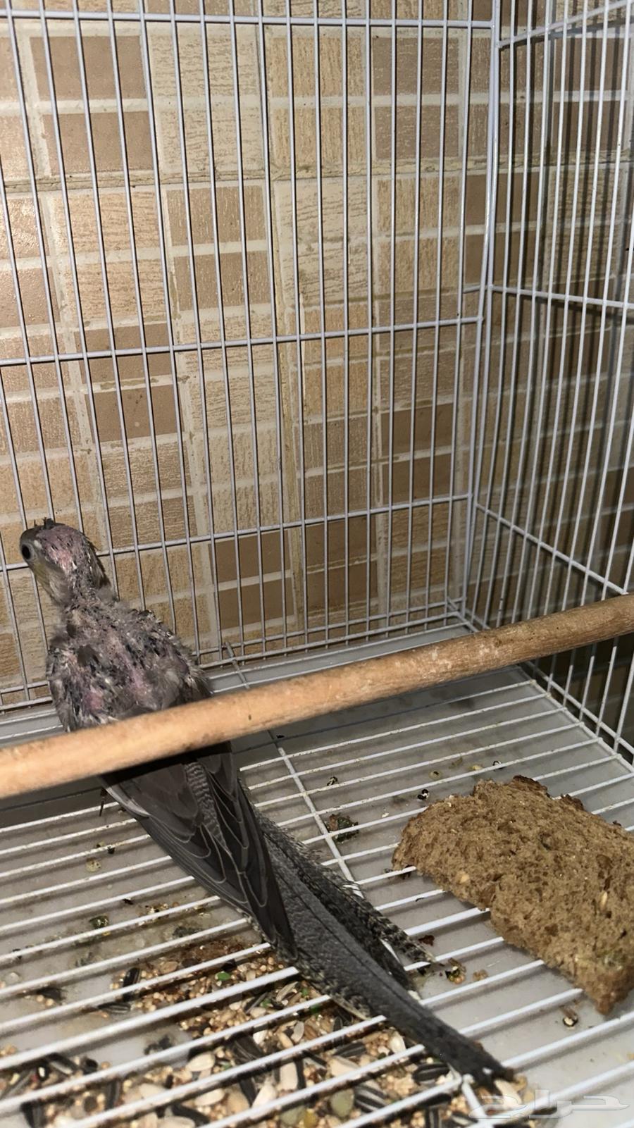 طيور كروان وفرخ للبيع64241240218499113