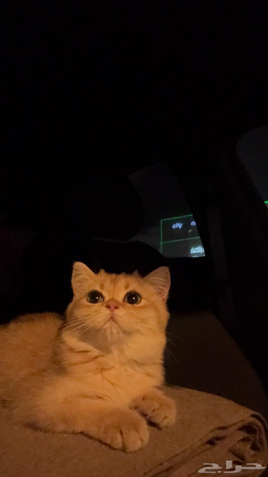 قطة انثى سكوتش ستريت كيتن بيور ام واب مسجلين64241069345026111