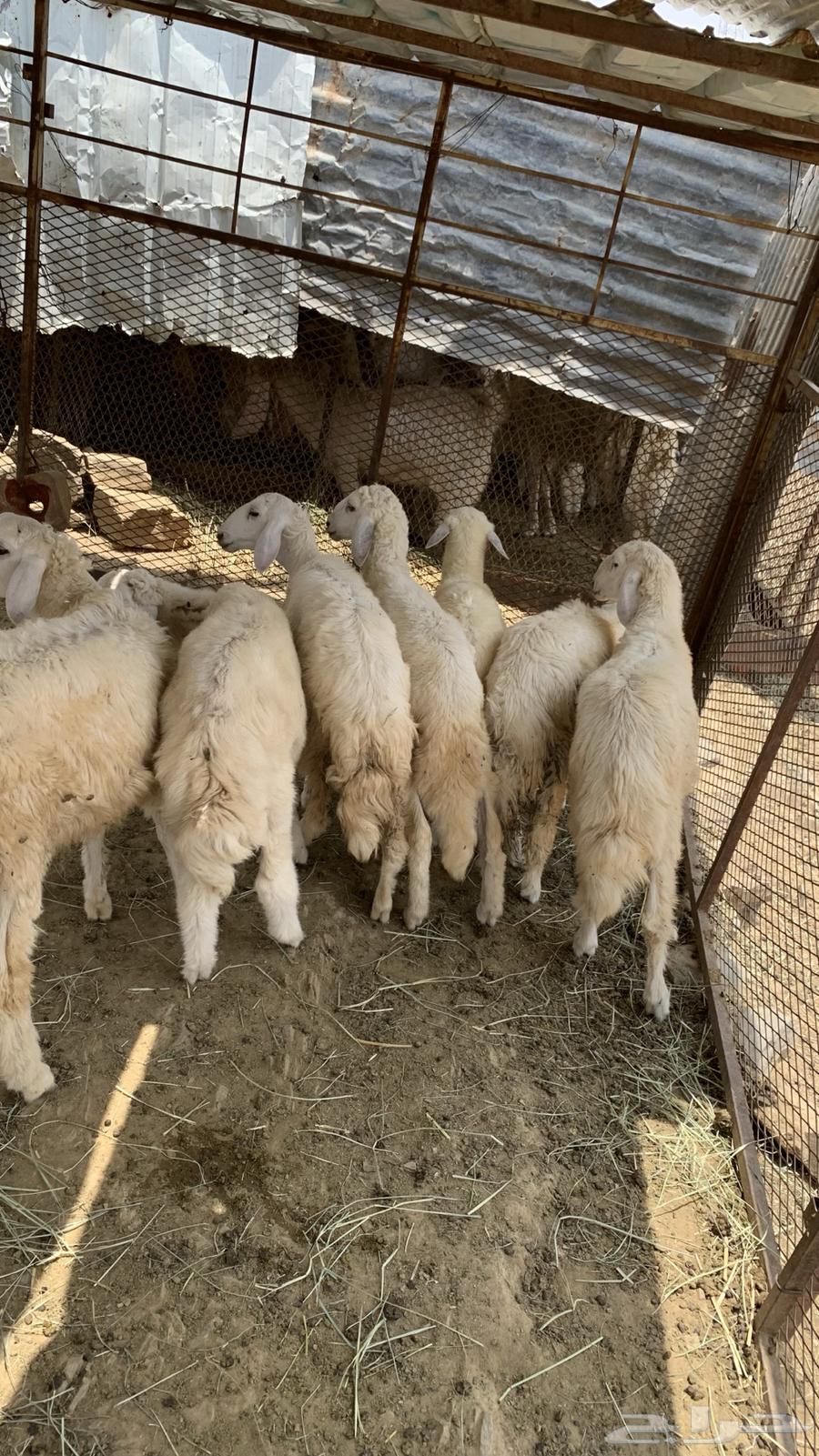 طليان وا رخال64239213271170110