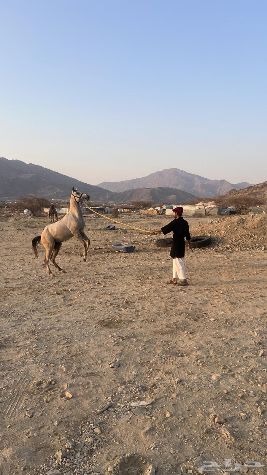 خيل شعبي للبيع64235325609217111