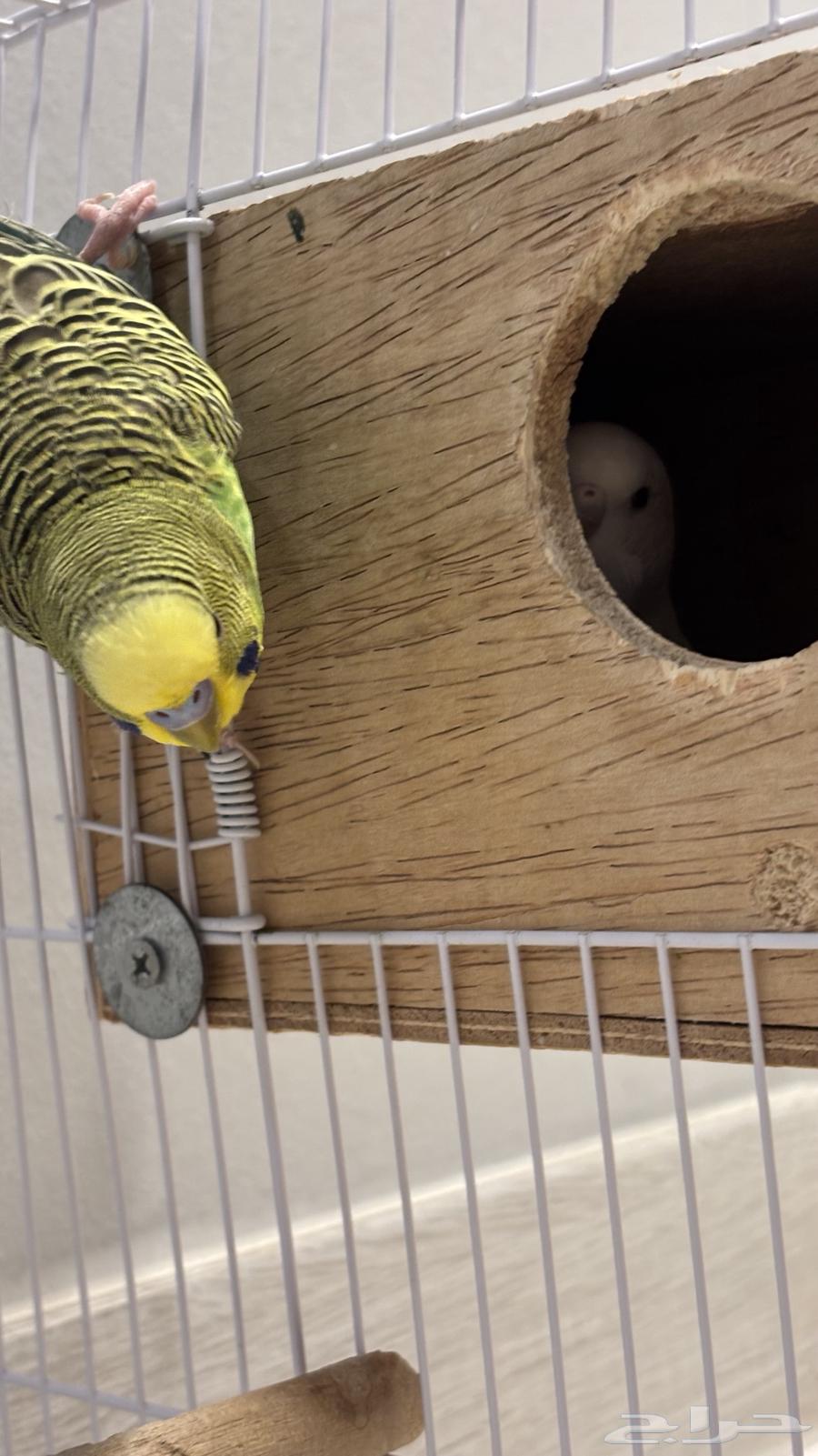 Badi's breeding pair (special offer)64237092503553112