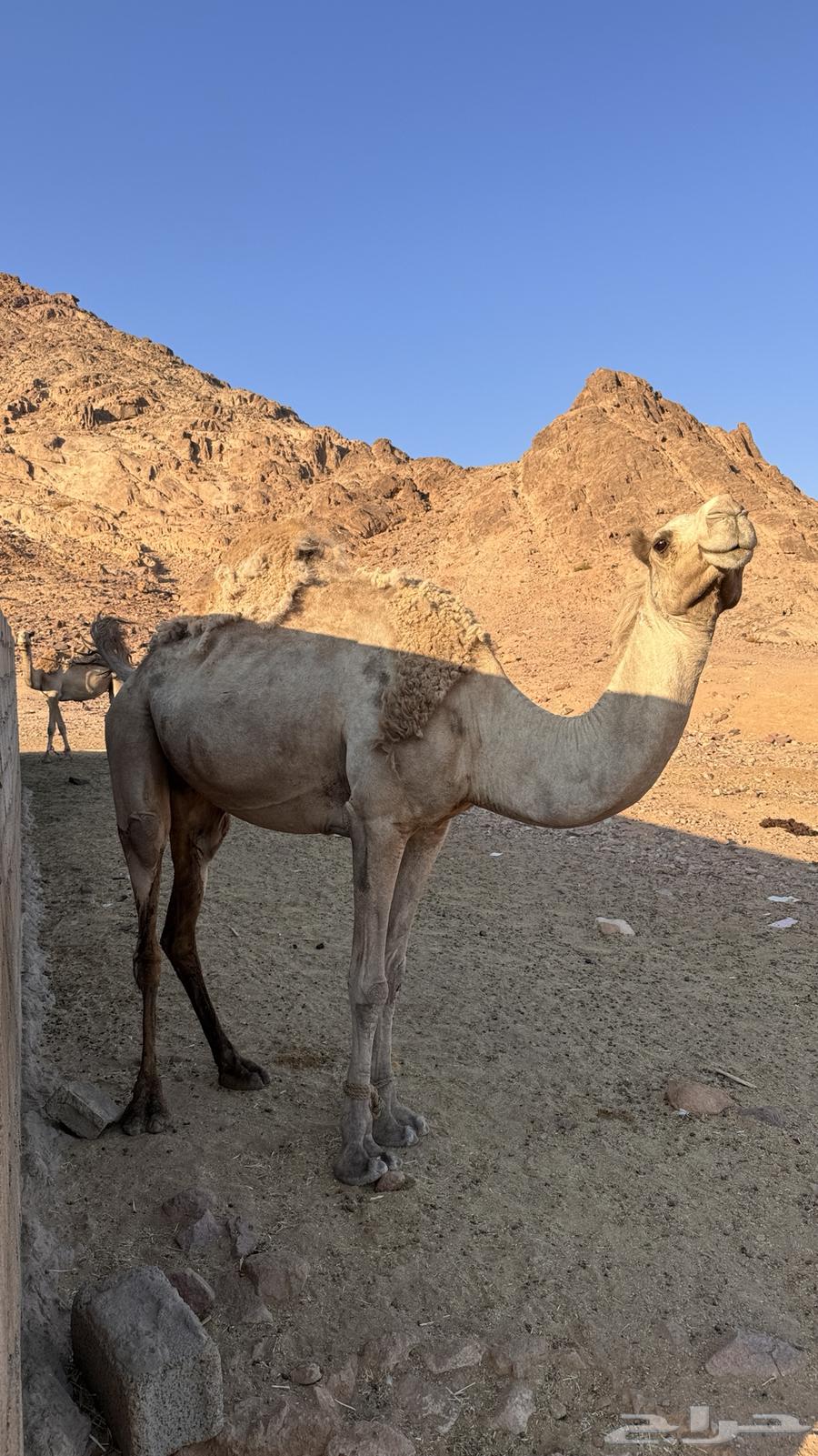 ناقه متلي للبيع64248697290370112