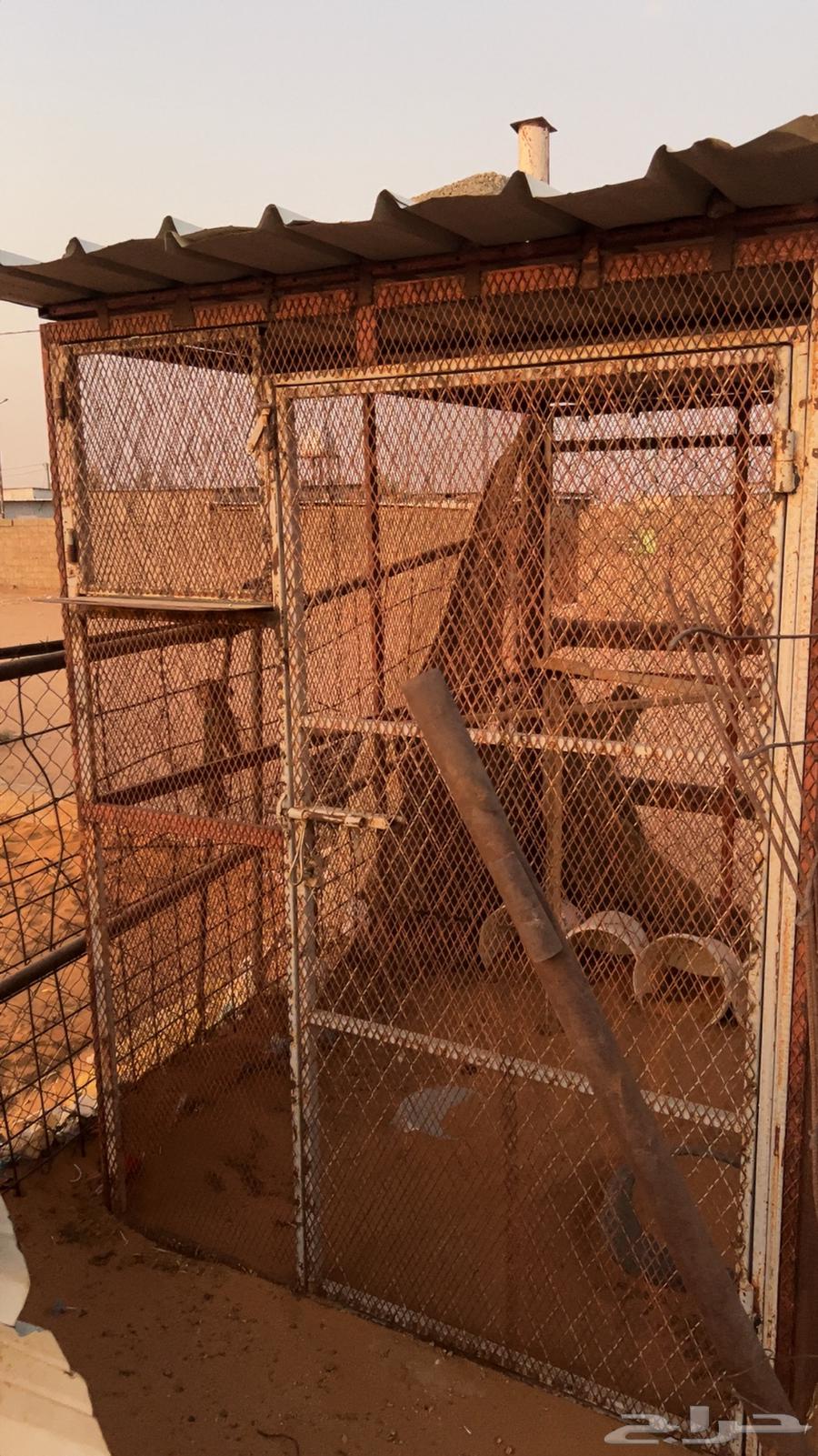 Pigeon or chicken mesh64233776864386111