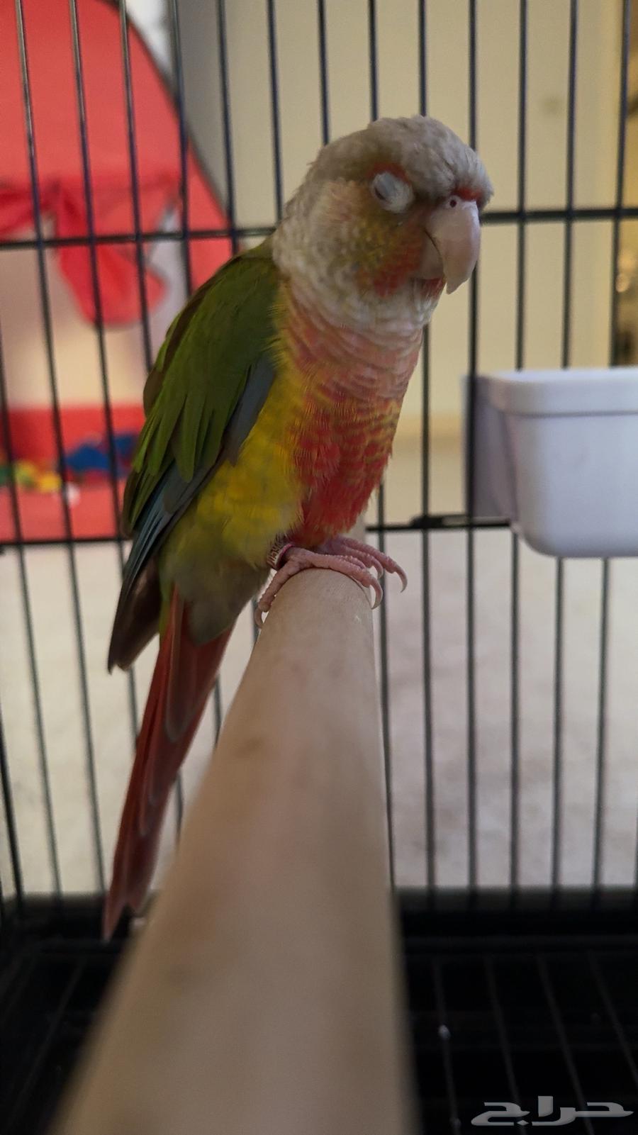 ببغاء كنيور اليف جدا64248894662274110