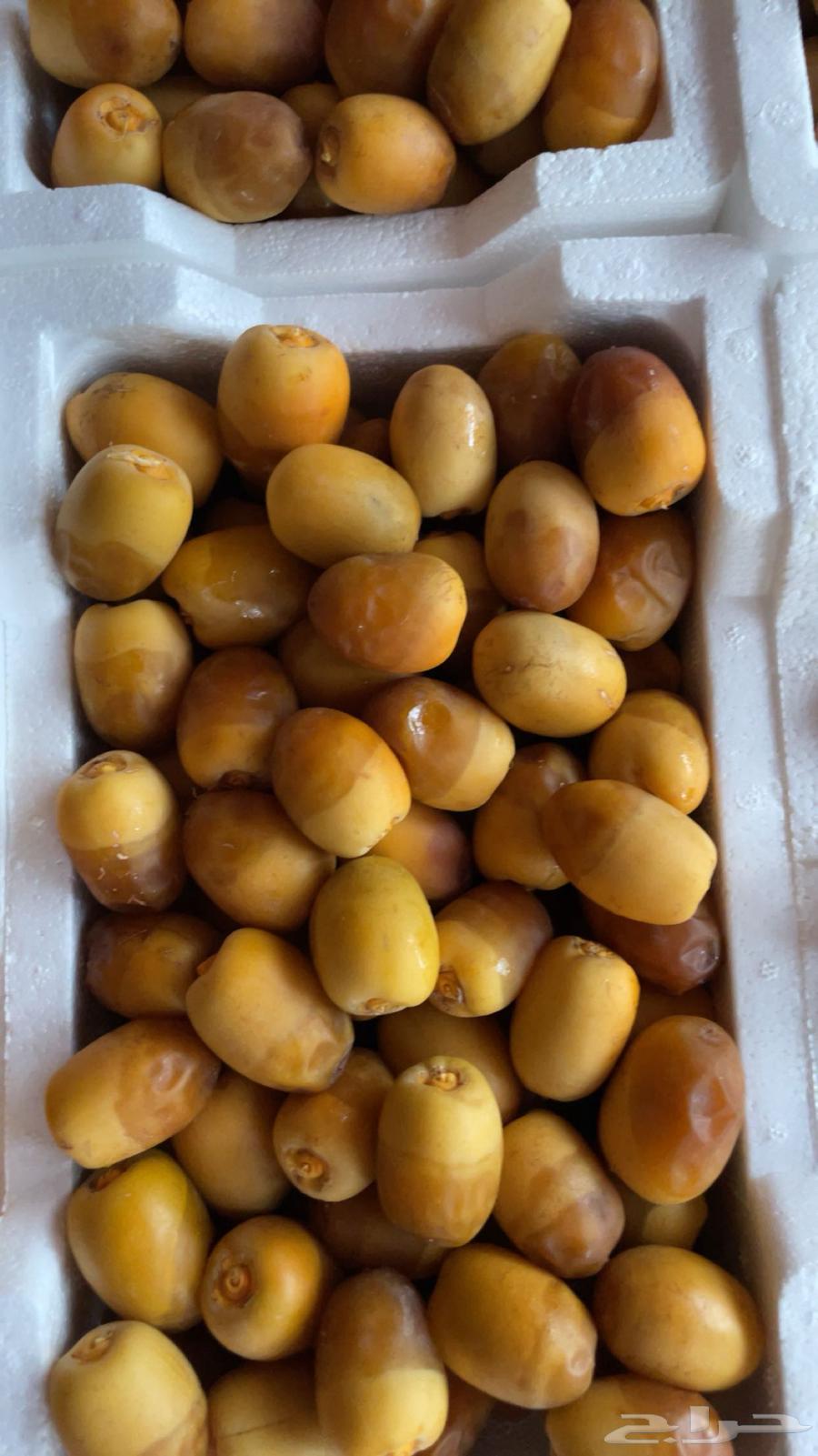 رطب روثانه فاخر64245288911745110