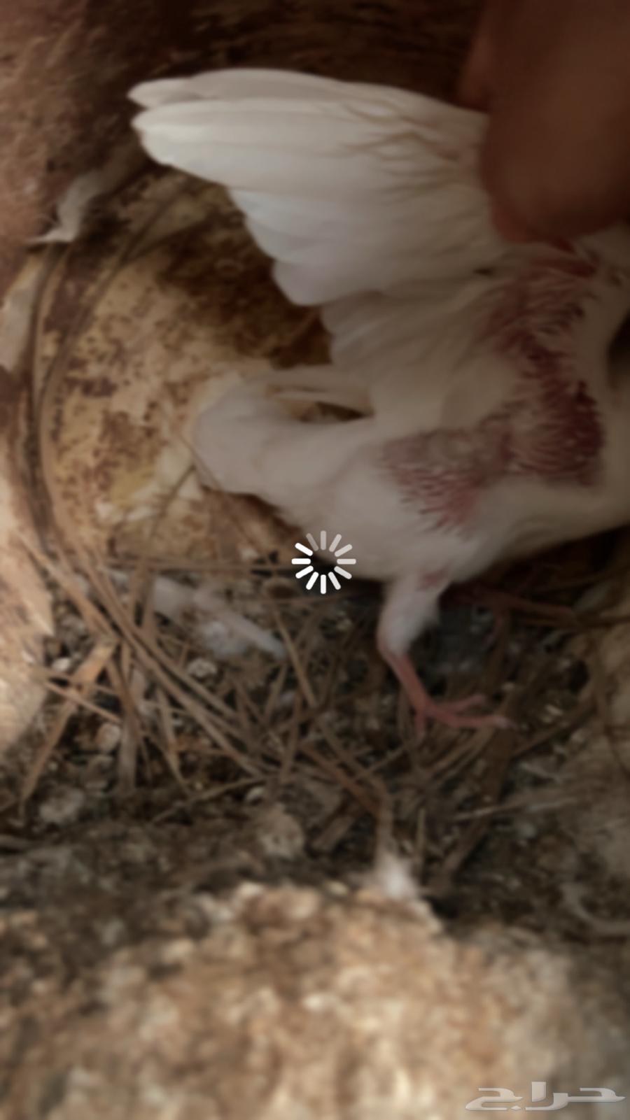 فروخ حمام للبيع فاخر عل 25 ريال64234454088707113