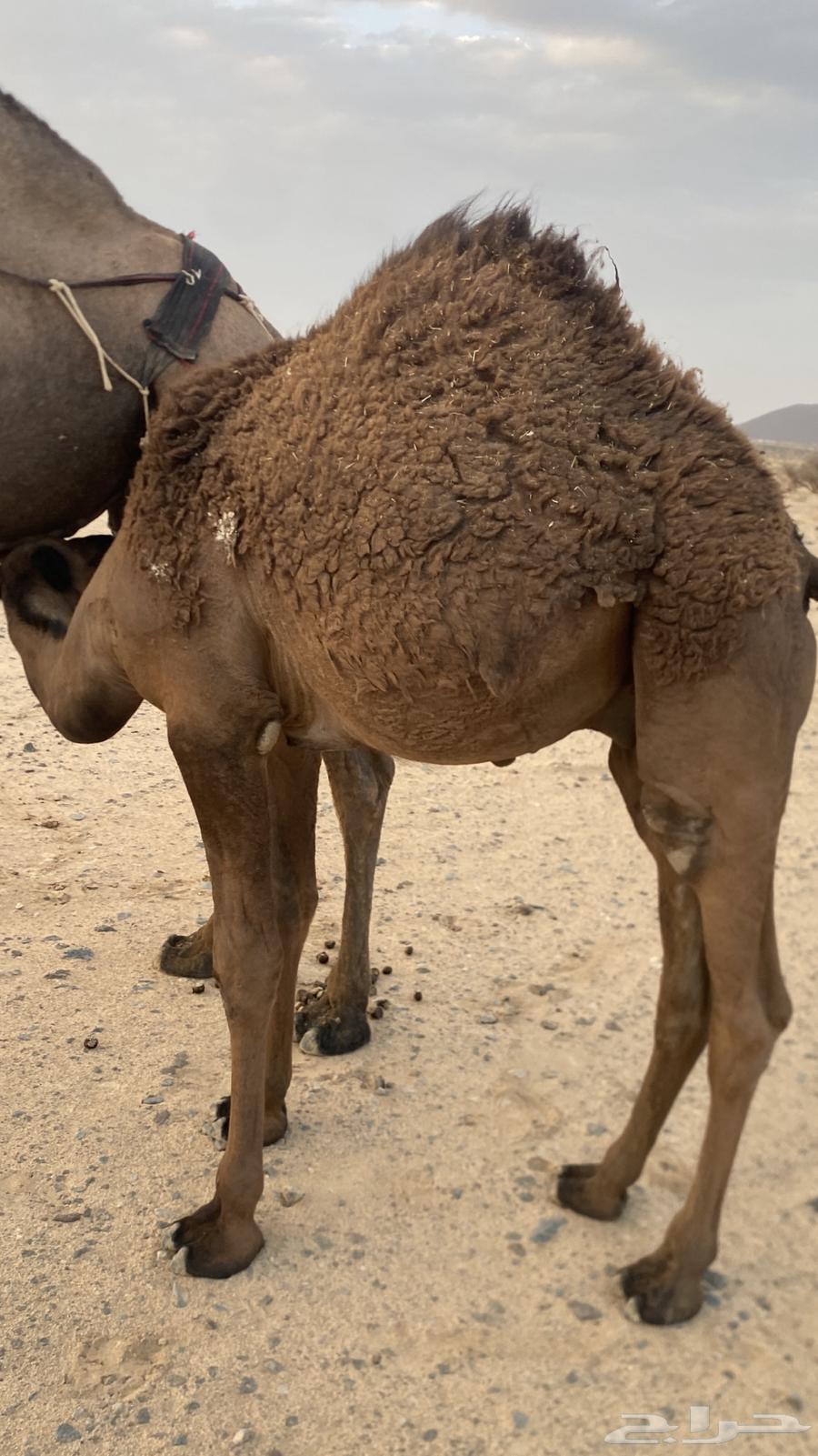 للبيع قعود شحم64252024172673110