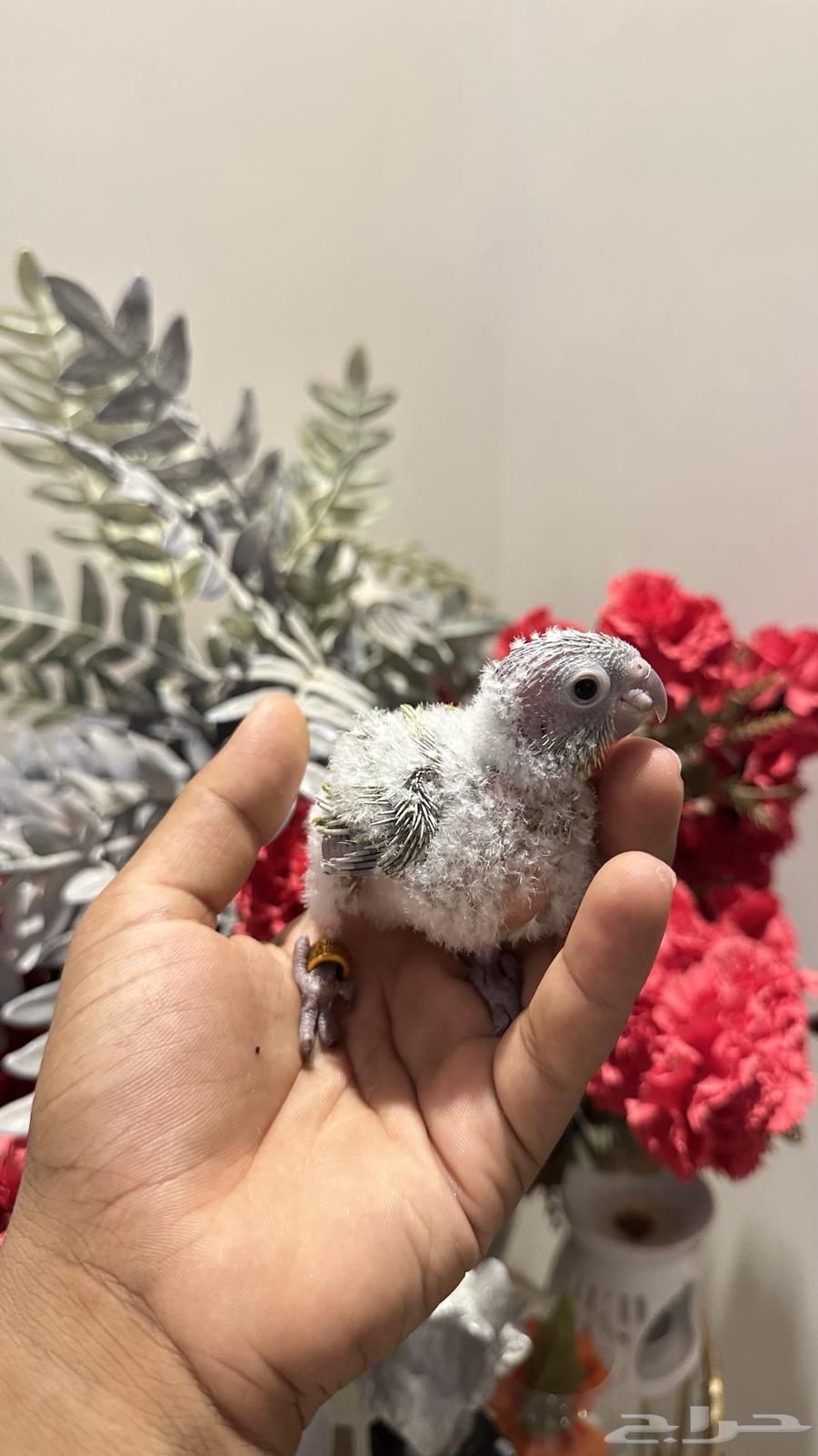 أمريكان دايلوت64235325576961114