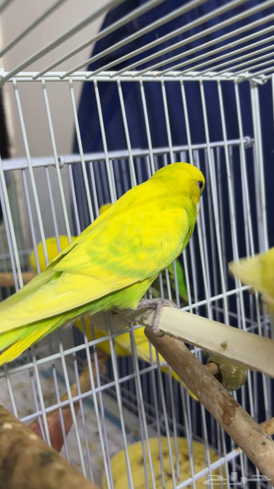 للبيع العدد 2 ذكور هولنديه64238147447298111